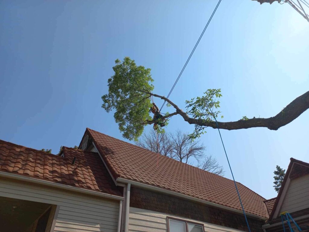Removal of a hazardous limb in Minnesota.
