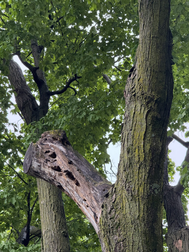 unhealthy tree limb